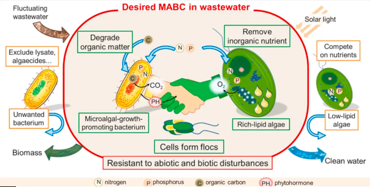 عوامل مؤثر بر فعالیت میکروارگانیسمها در فاضلاب