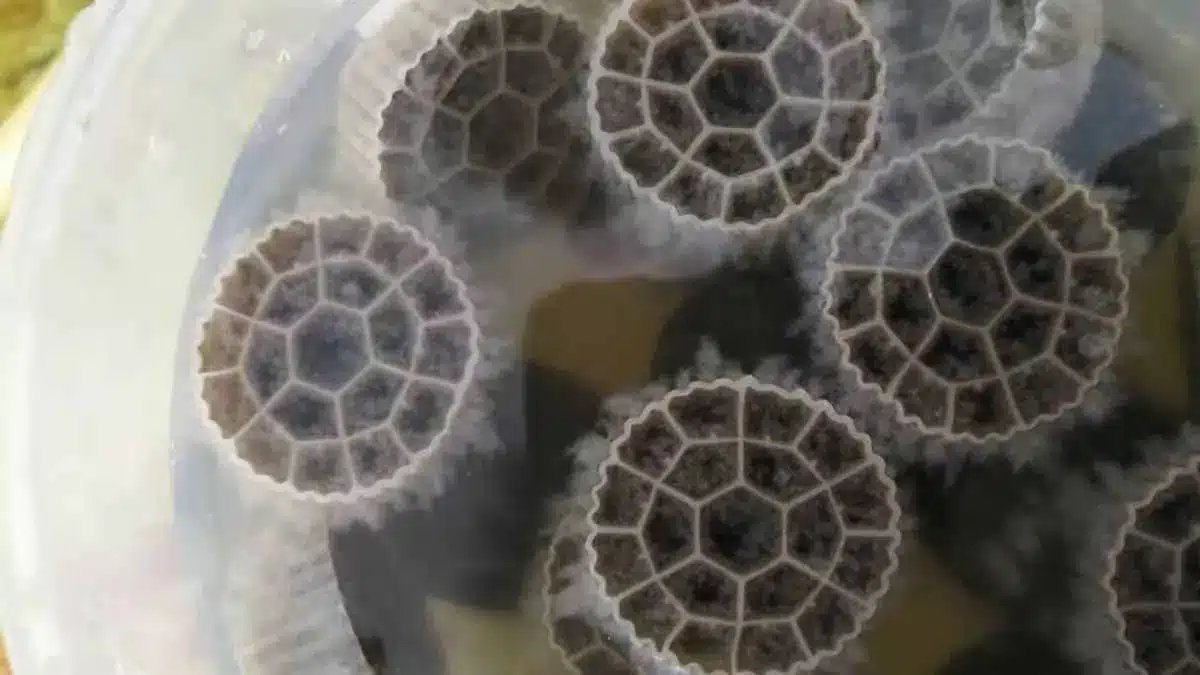 پکینگ مدیا در تصفیه فاضلاب